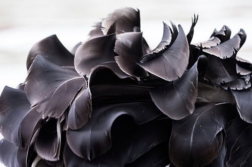 Close-up of the plumage of a Mourning Swan in Thuringia