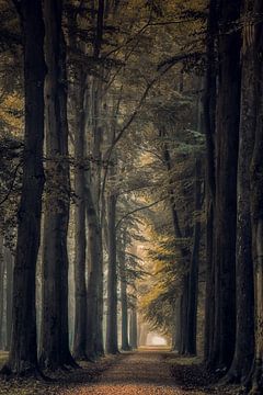 Avenue des arbres du domaine sur Moetwil en van Dijk - Fotografie