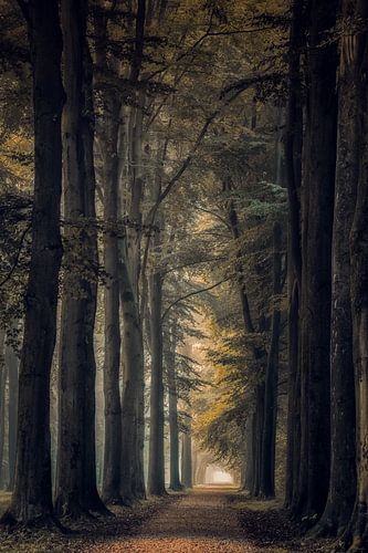 Bomenlaan op het landgoed