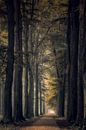 Bomenlaan op het landgoed van Moetwil en van Dijk - Fotografie thumbnail