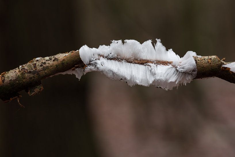 Icehair 3 by René Jonkhout