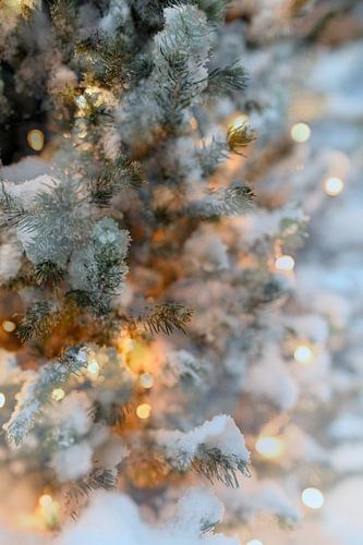 Abstracte fotografie | Macrofotografie | Kerstboom II