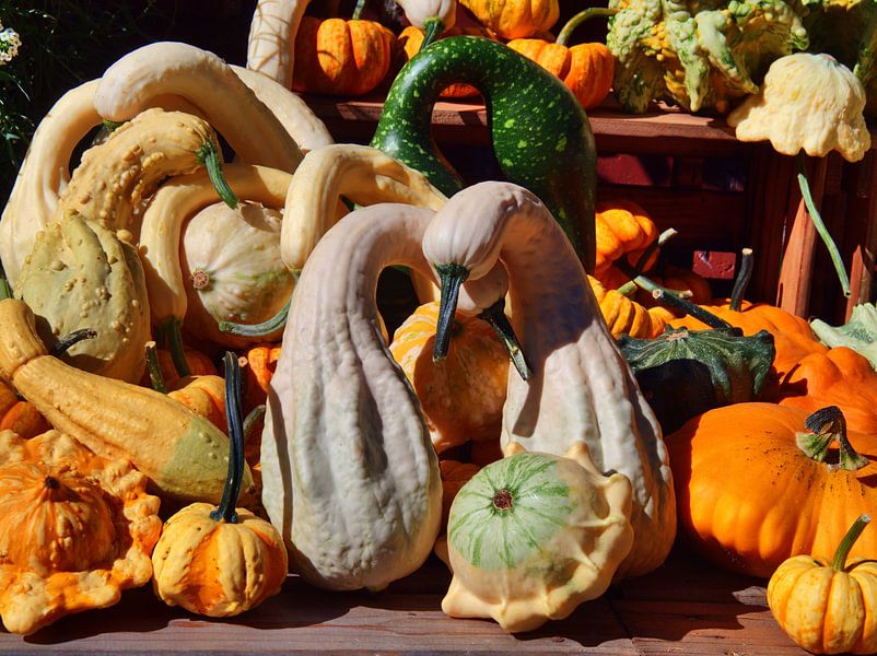 Sierpompoenen van Edgar Schermaul