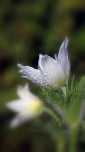 Beauté blanche