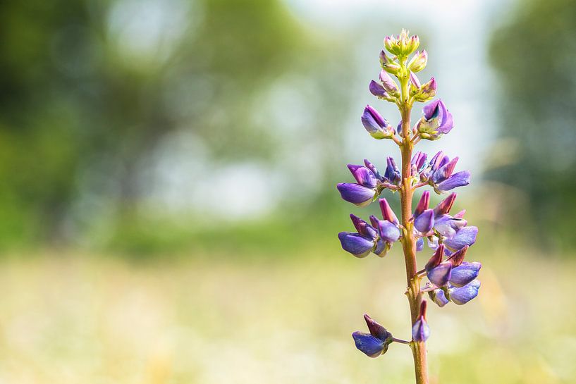 A purple lupine flower (Lupines) in spring by Carola Schellekens