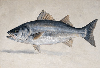 Silver Sea Bass