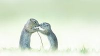 Happy Together