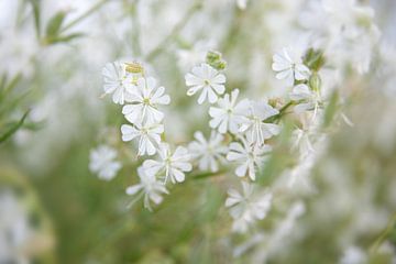 Sanfte weiße Blüten