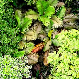 Dans la forêt tropicale sur Wiltrud Schwantz