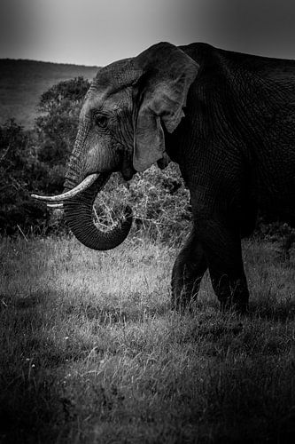 Hongerige olifant in Kruger Zuid-Afrika