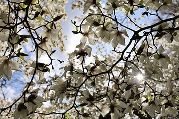 Magnolia in bloom by A Picture Of