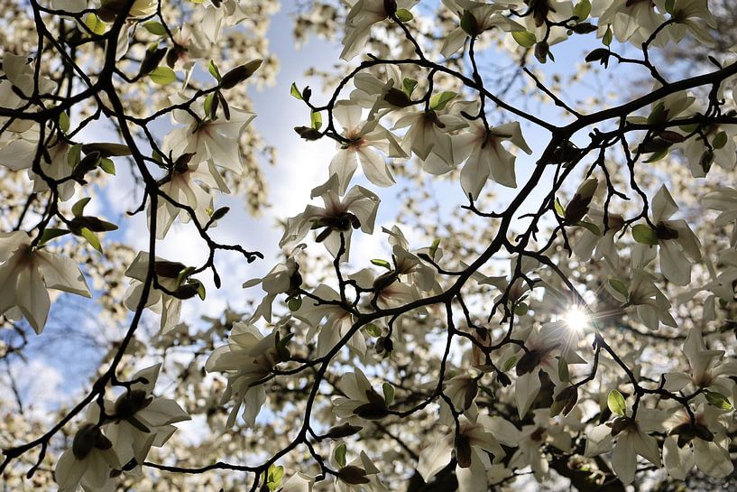 Magnolia in bloei van A Picture Of