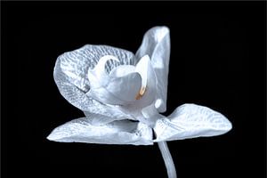 Phalaenopsis