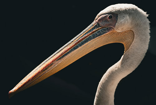 Pelikaan portret op zwarte achtergrond