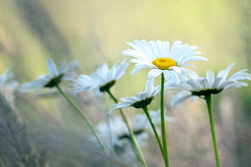 Schilderachtige Margrieten met Vintage Textuur in Zacht Licht