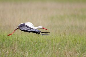 Weißstorch (Ciconia ciconia)