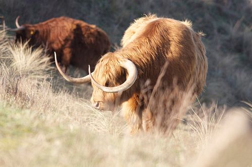Schottischer Highlander in den Dünen