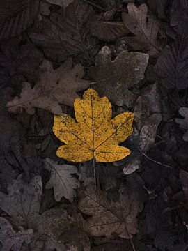 Moody autumn yellow leaf