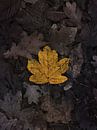 Moody autumn yellow leaf van Kyle van Bavel thumbnail