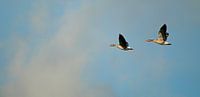 oies volant