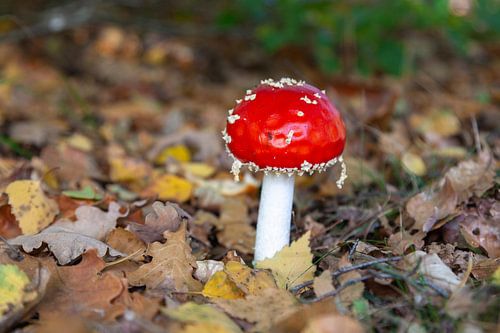 Vliegenzwam in het bos