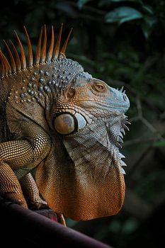 Grand iguane orange