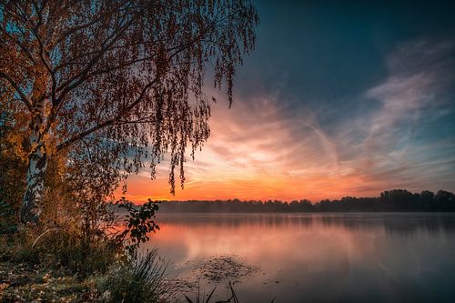 The tree to the sunrise