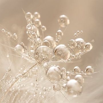 Square with warm champagne - beige tones: Droplets sparkle on the fluff by Marjolijn van den Berg