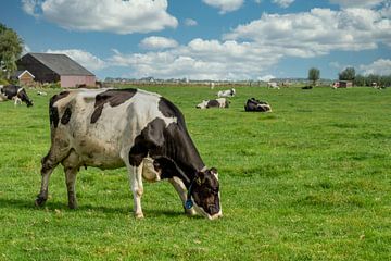 Hollandse koe in het weiland van Dennis Schaefer