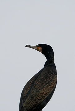 a cormorant against a grey sky by Mark Koolen