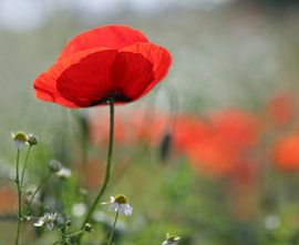 Mohn 8 von patrick verweire