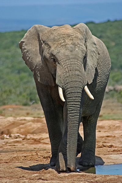 Olifant Addo Nationaal Park Zuid-Afrika van ManSch