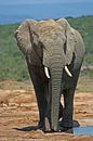 Olifant Addo Nationaal Park Zuid-Afrika van ManSch thumbnail
