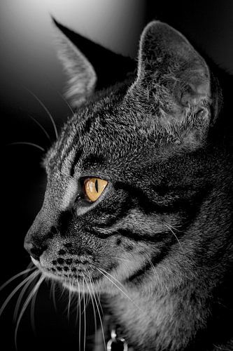 Kat, Zwart-Wit. 