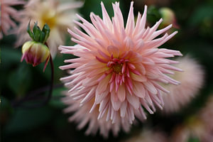 Pink explosion