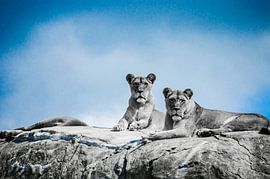 Queens of the jungle by Dennis Hofman