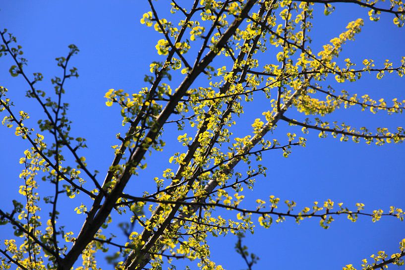 Ginkgo van Thomas Jäger