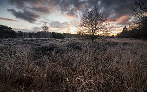 Winterdageraad: De Stilte van een IJzige Ochtend