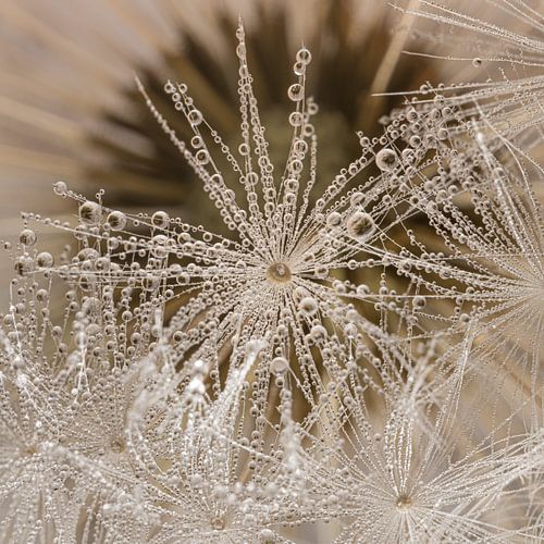 Landelijke eenvoud: Verstopt achter de druppels