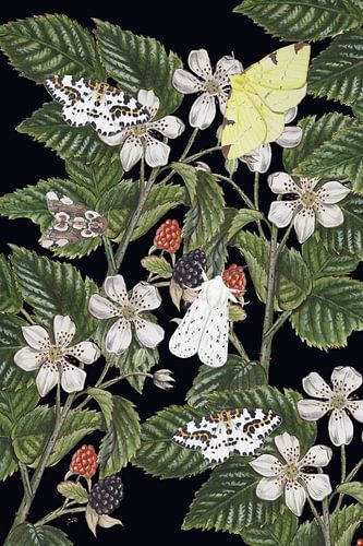 Dewberry with moths