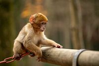 Un petit singe à l'aventure