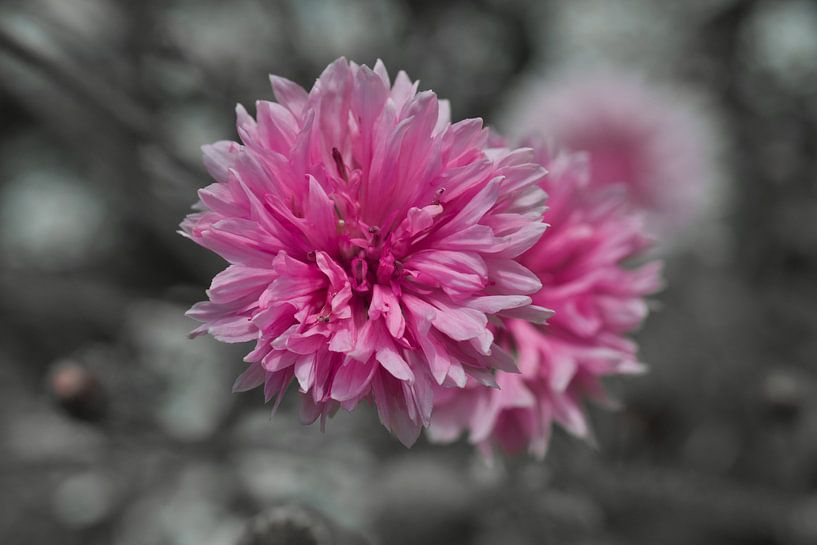 The pink cornflower by Jolanda de Jong-Jansen