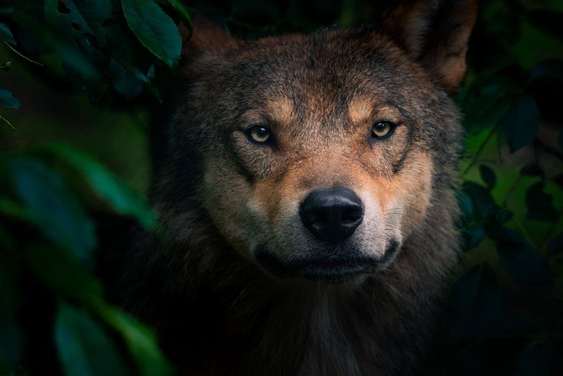 Neugieriger Wolf kommt aus dem Wald von Jesper Stegers
