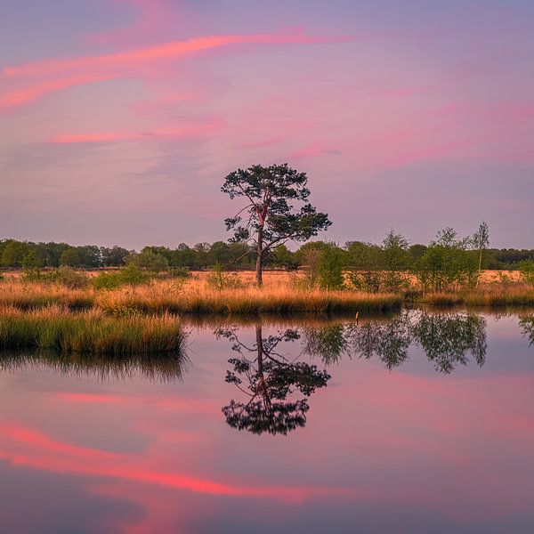 Coucher de soleil à Holtveen dans le parc national Dwingelderveld par Henk Meijer Photography