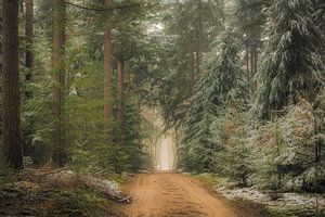 Weg durch dunkle Kiefernwälder im Speulderbos-Wald im Winter von Sjoerd van der Wal Fotografie