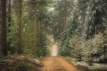 Path through dark pine trees in the Speulderbos forest in winter by Sjoerd van der Wal