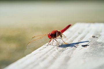 Close-up van een rode vuurvlieg