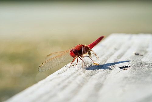Close-up van een rode vuurvlieg