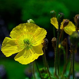 Mohnblume von artpictures.de