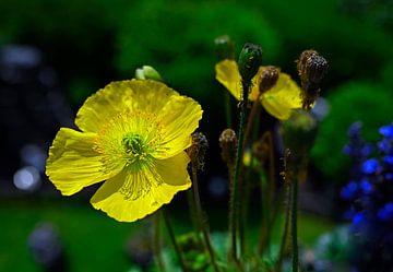 Poppy flower
